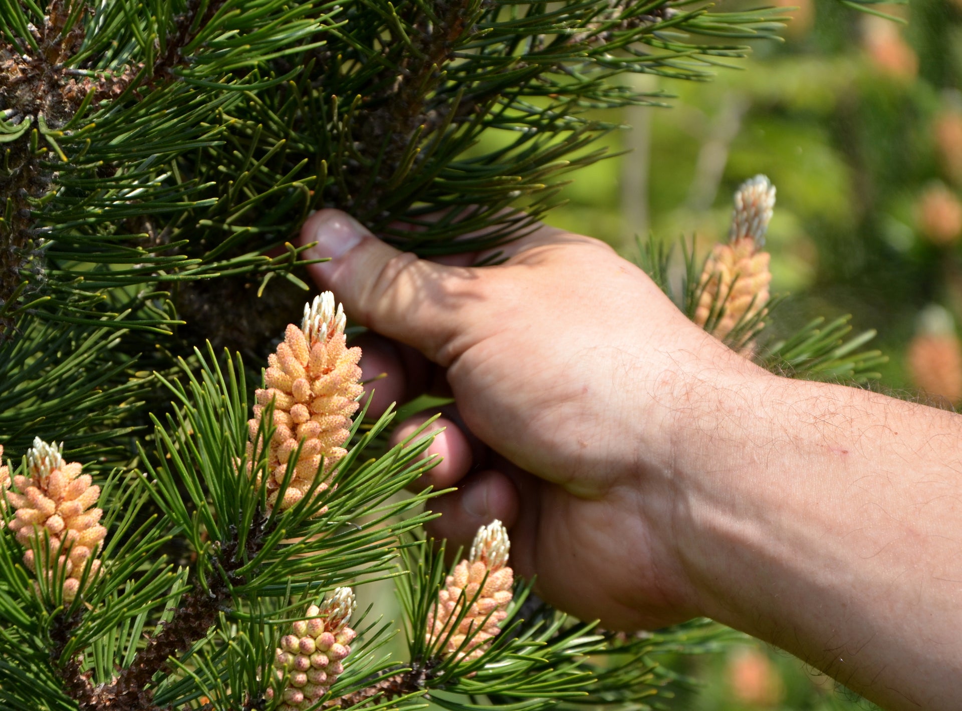 New Zealand Pine Pollen: A Natural Alternative to Traditional Medicine –  Bio Gold New Zealand