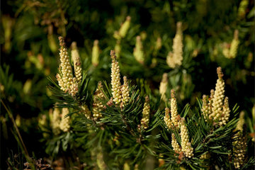 Pine Pollen: New Zealand's Natural Resource for Men's Health