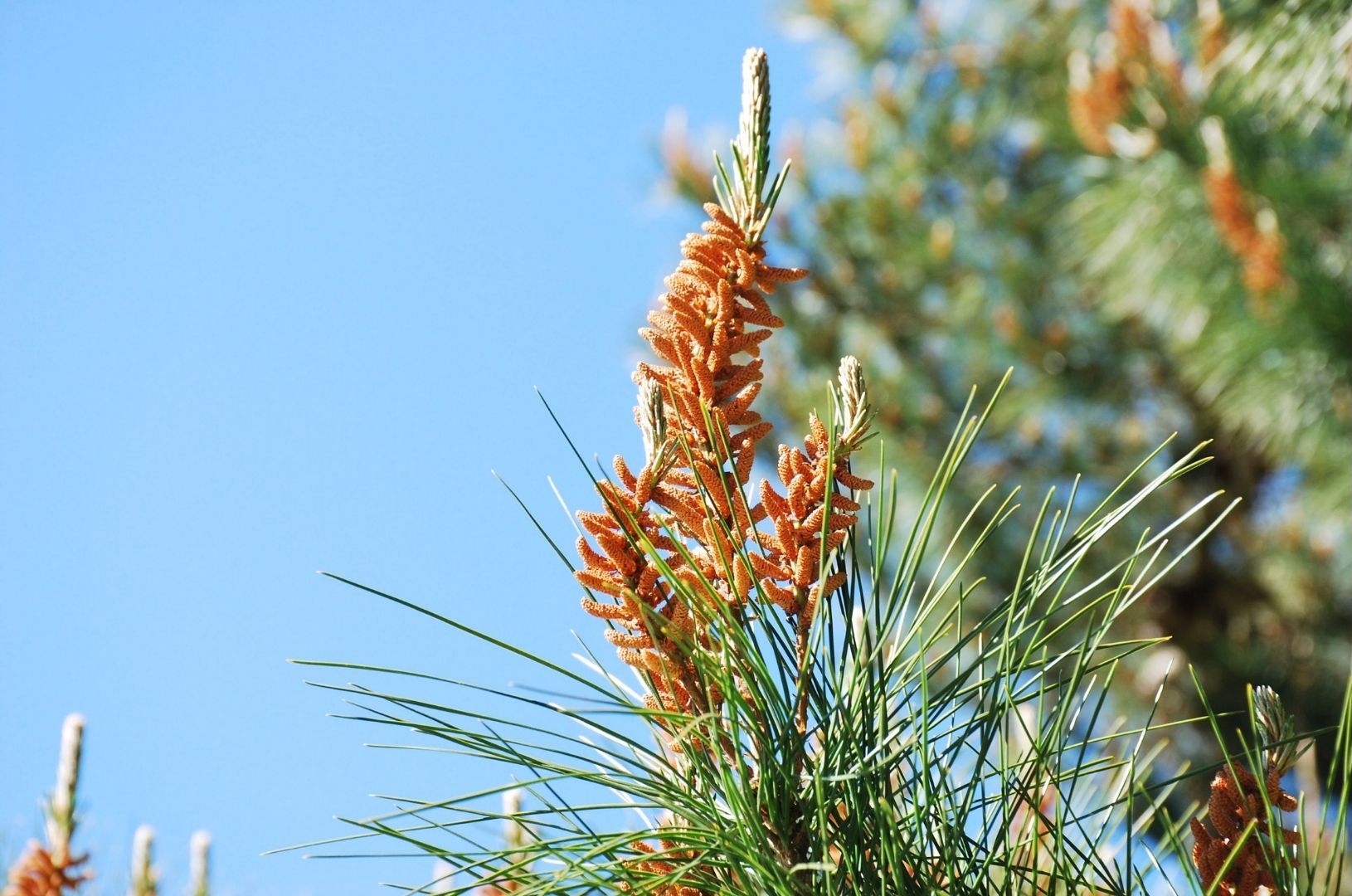 Top 5 Benefits of Pine Pollen – Bio Gold New Zealand