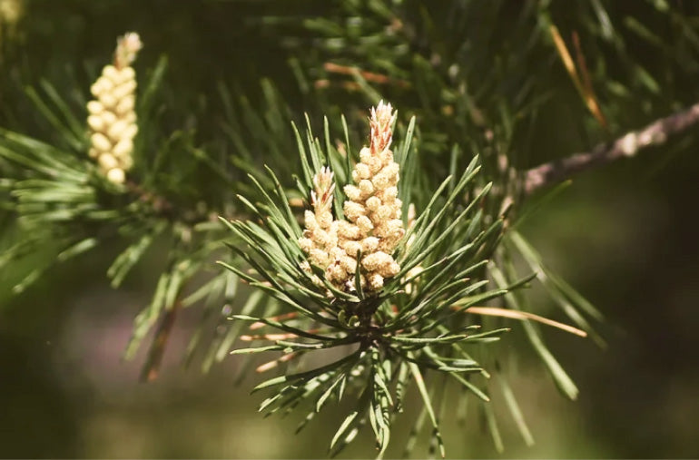 Pine pollen cones on a New Zealand pine tree