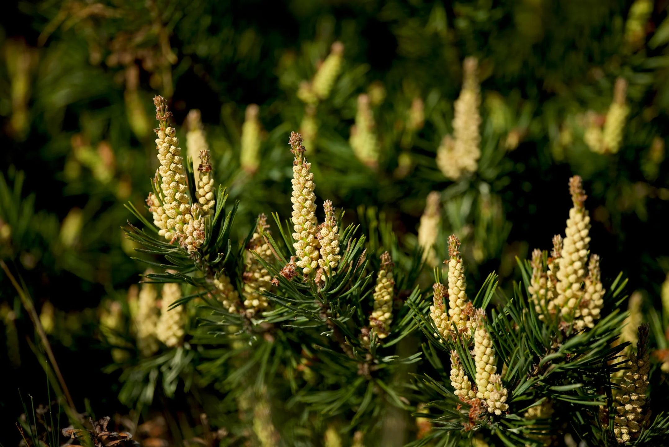 Firstly, where exactly does pinepollen come from?